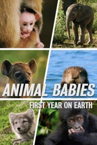 Animal Babies: First Year On Earth Cover, Poster, Animal Babies: First Year On Earth DVD