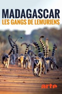 Madagaskar - Bandenkrieg der Lemuren Cover, Poster, Madagaskar - Bandenkrieg der Lemuren