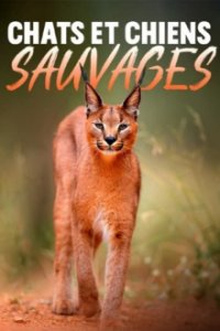 Cover Wildkatzen und Wildhunde, TV-Serie, Poster