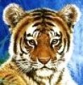 Tiger3103, Profilbild, Foto, Avatar